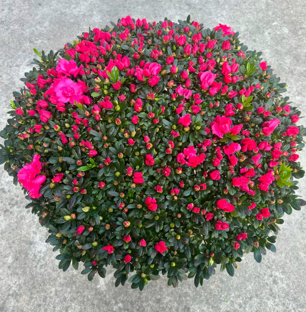 比利时棒棒糖杜鹃花花卉盆栽带花苞四季开花室内外好养易活花卉