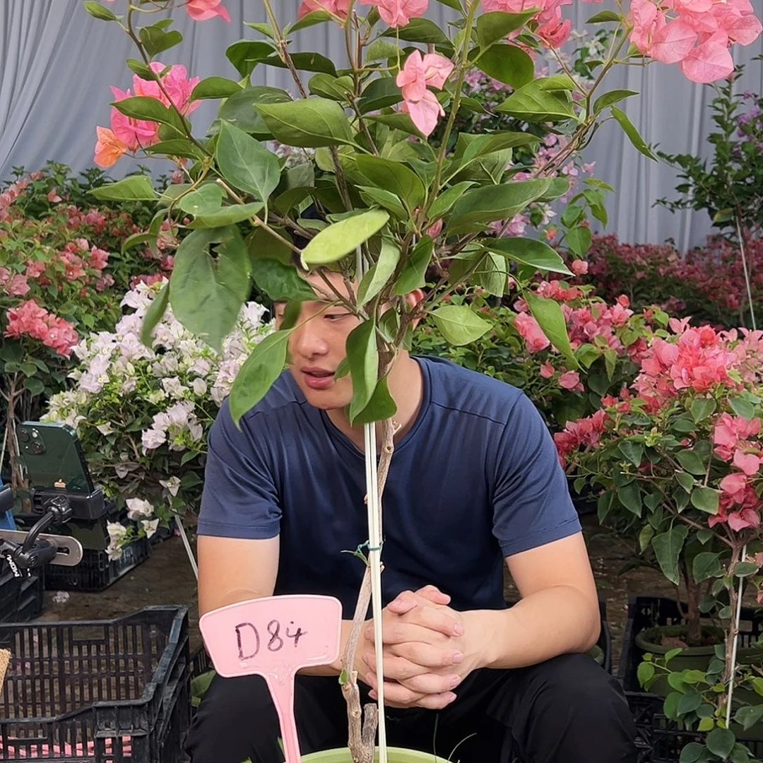 小***茄大部分花苞少量开放D84波妹