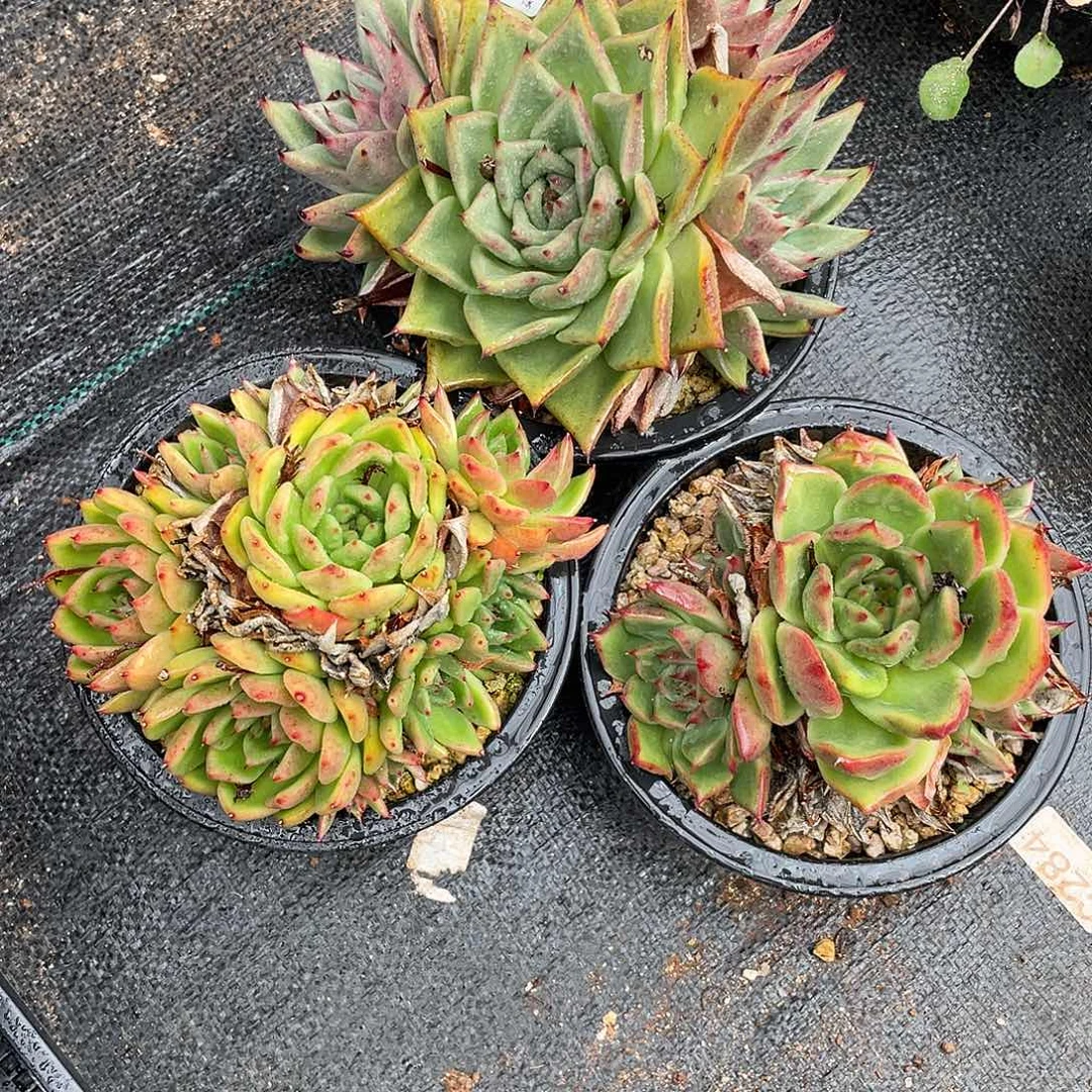 若如东云组拍D256