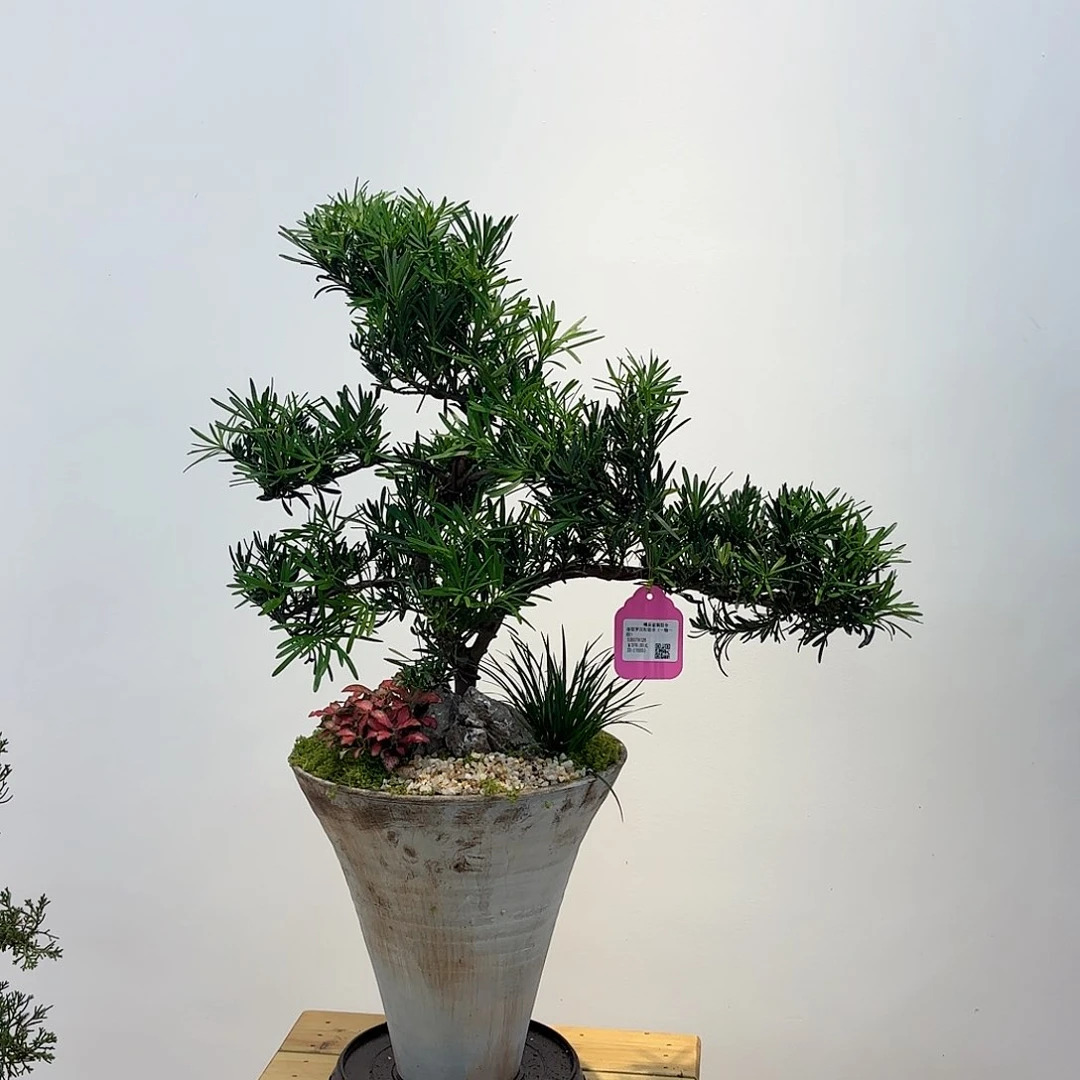 无花朵高端盆景一物一拍