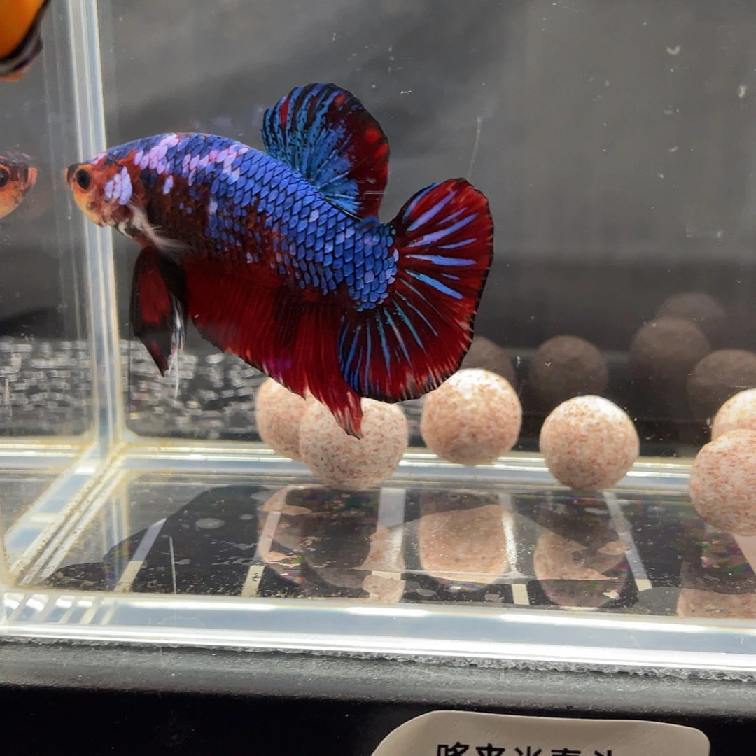 斗鱼12.6 巨斗将军 012