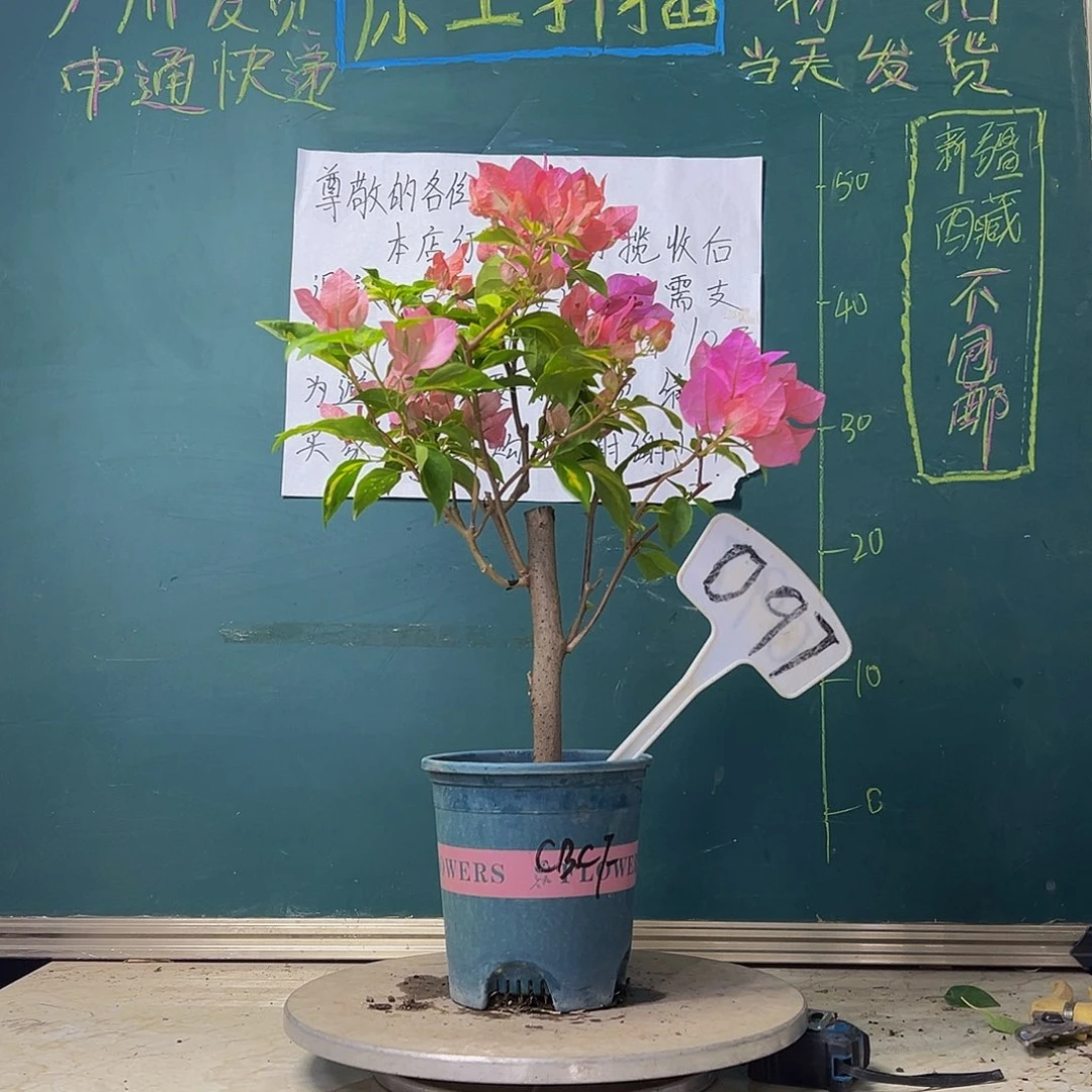 当前无花栽培后可以开花粗杆 橙白橙粉 097