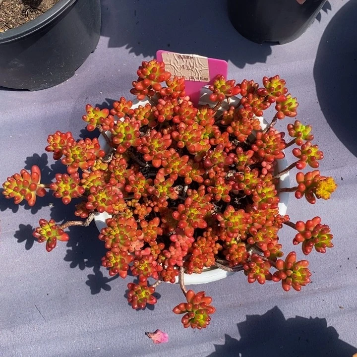 412红酱果肉肉肉肉肉肉肉