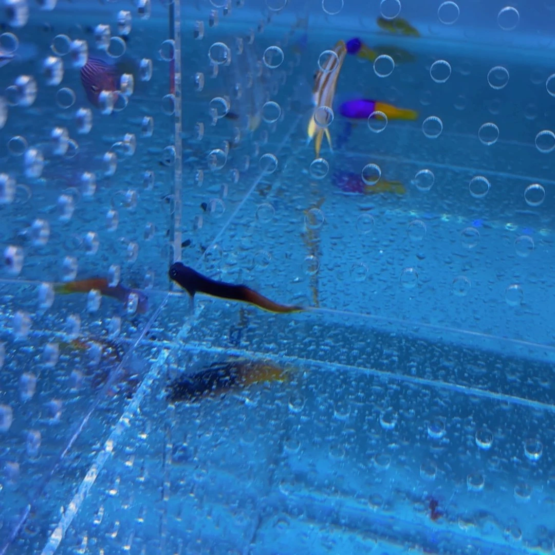 情*万鱼来朝水族海水鱼双色虾虎