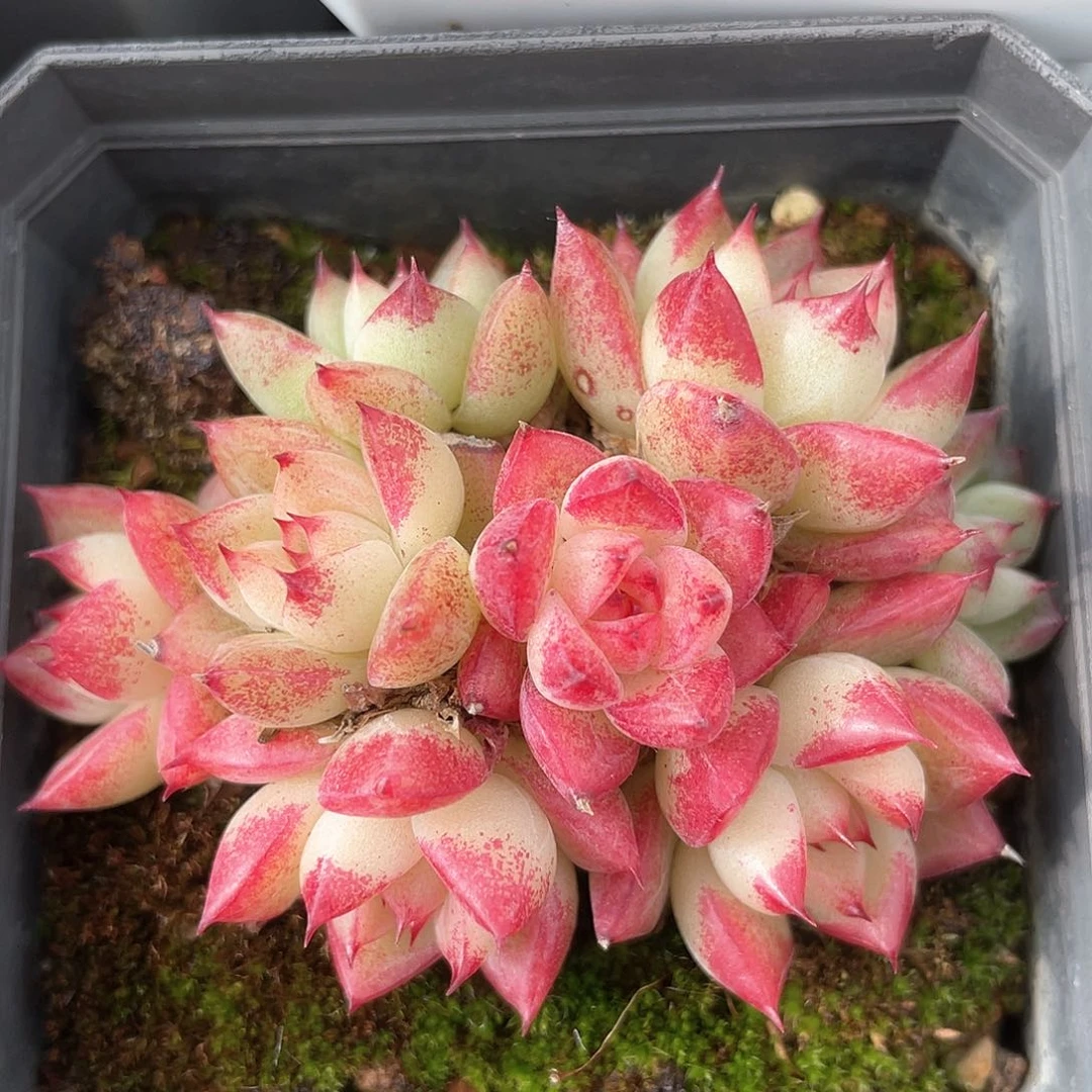 优选女王福利8113