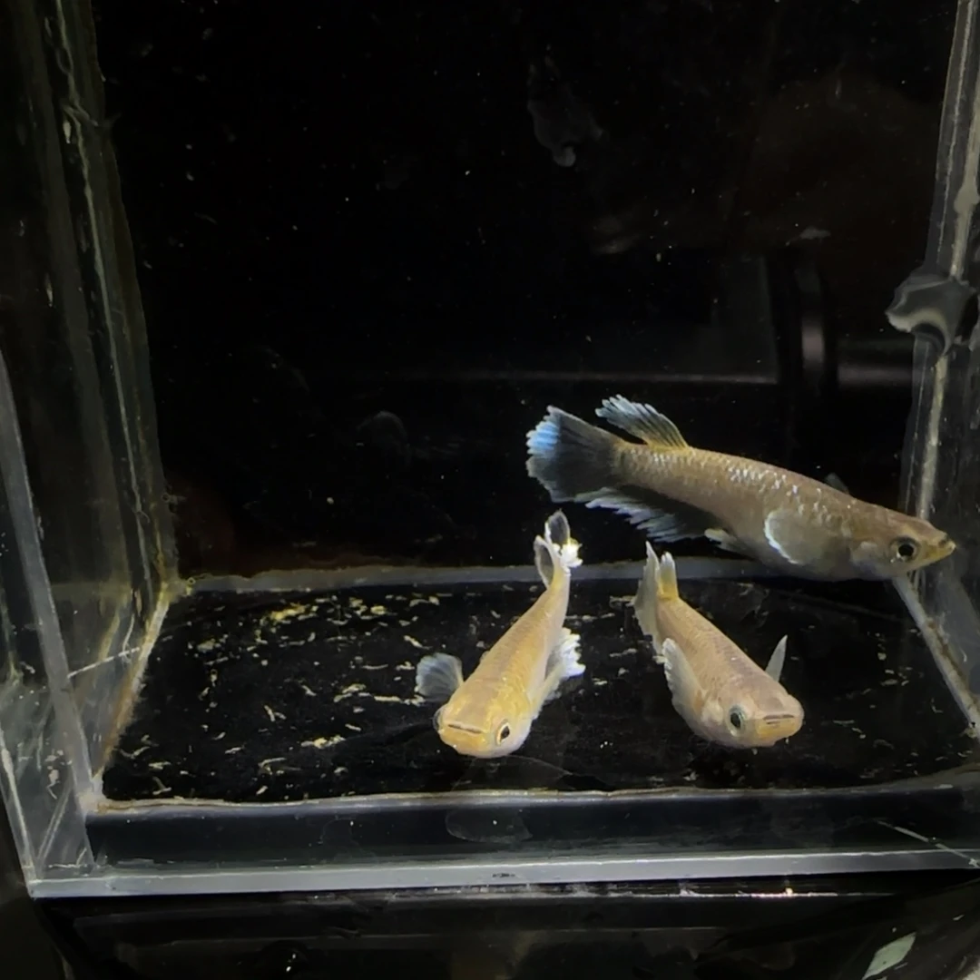 青鳉鱼一物一拍905