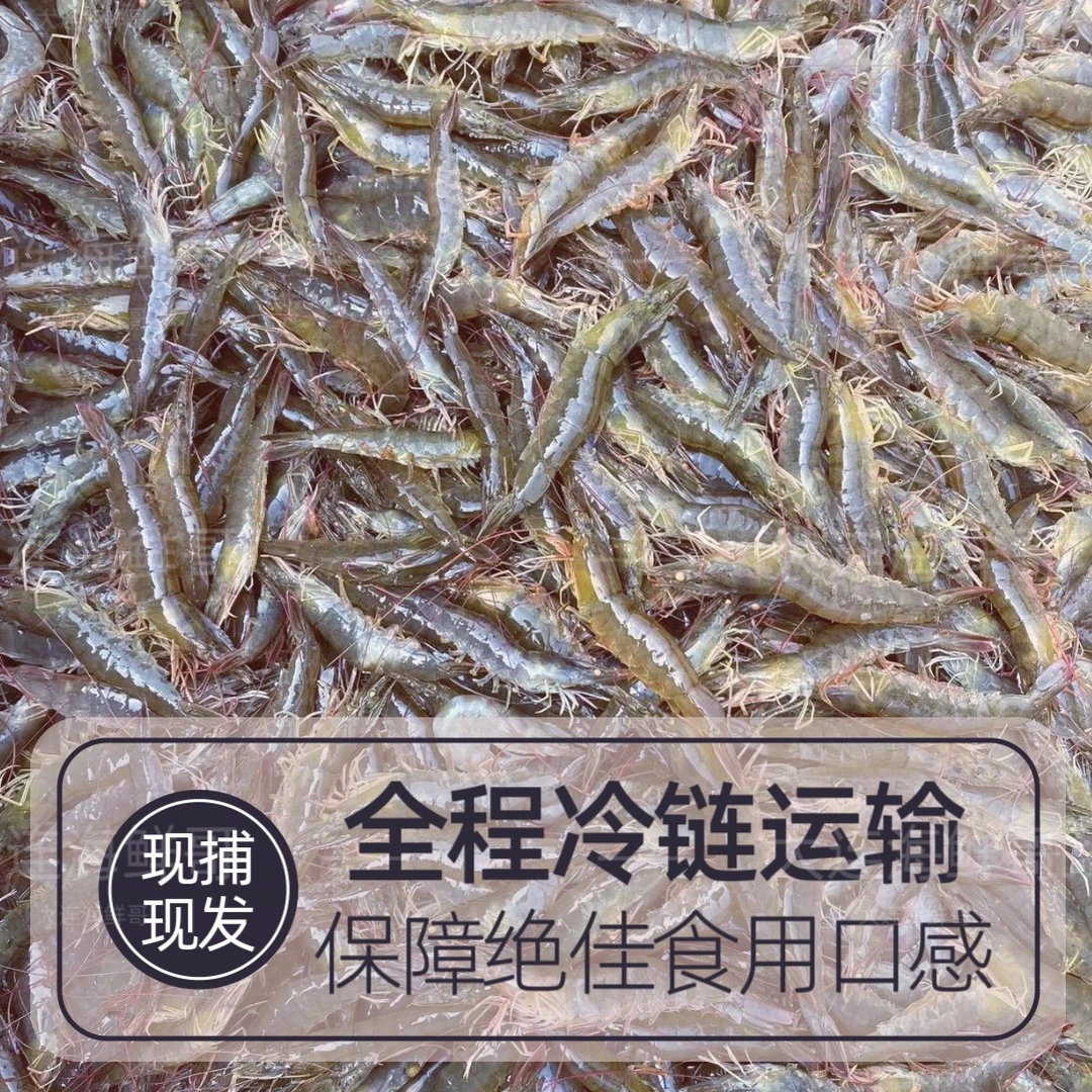 【C不保活】复州湾盐场虾/50 头左右/斤（大小不均、嫌弃小勿拍）