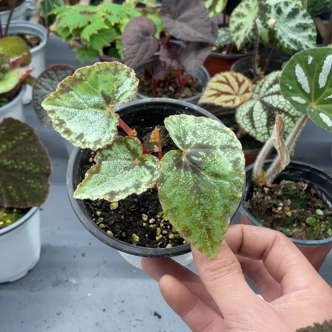 完全开放柯蒂斯秋海棠