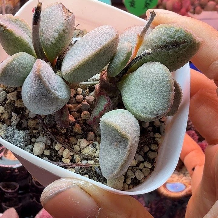 M**o水蜜桃的味道真的很好闻啊