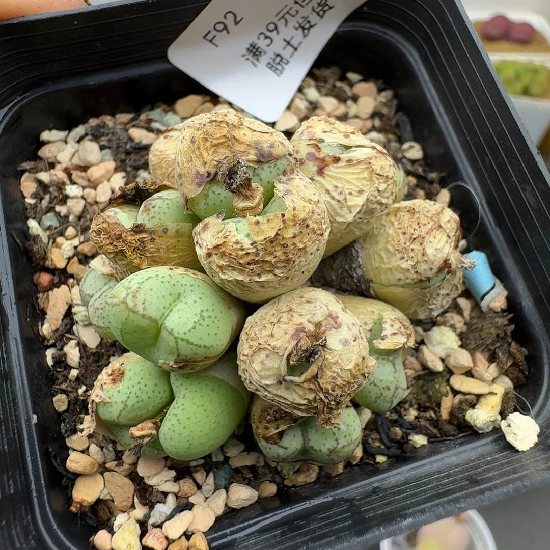 D***a92多肉哈哈哈哈哈哈哈哈