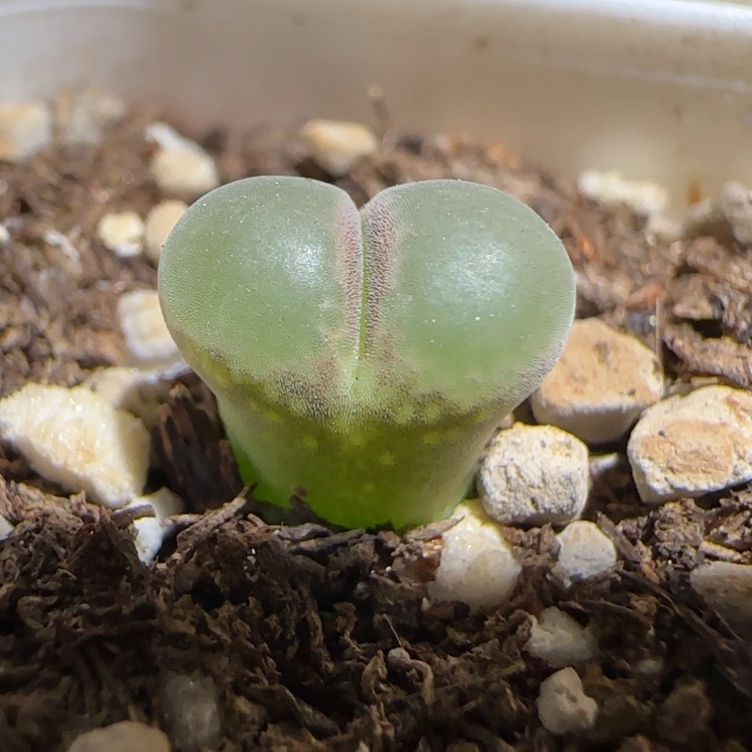 肉锥多肉植物组合-安格548