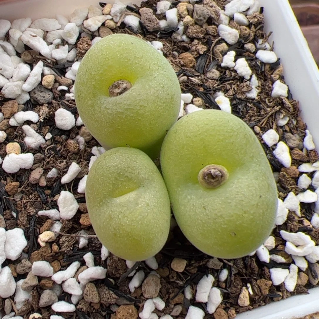 0219号空卡佛 多肉植物