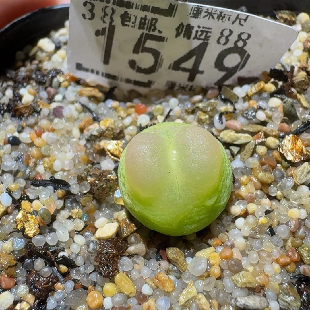 Ssss精品生石花1549