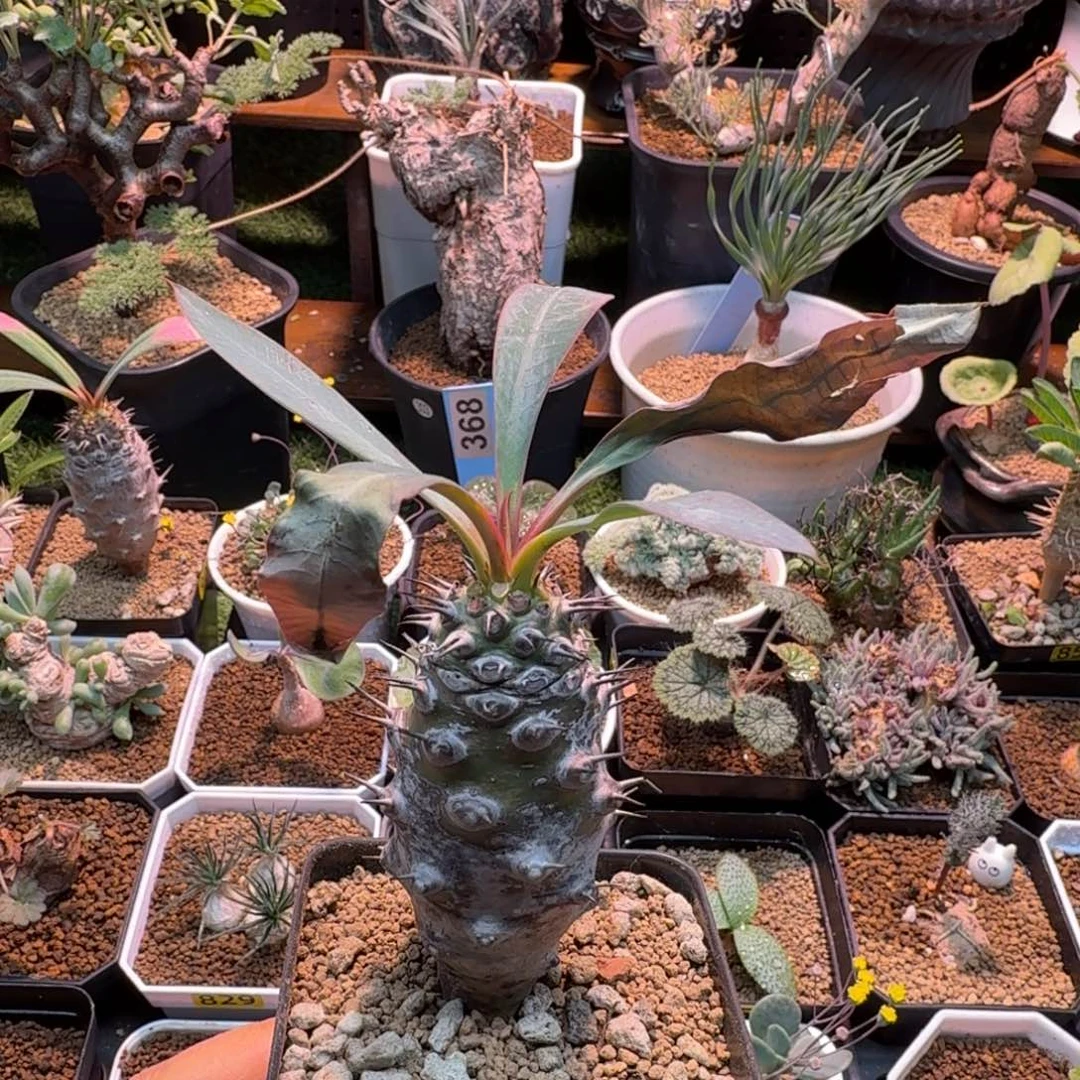 瓶干麒麟908 仙人掌