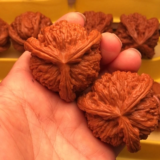 草***狼核桃核桃和他的核桃核桃