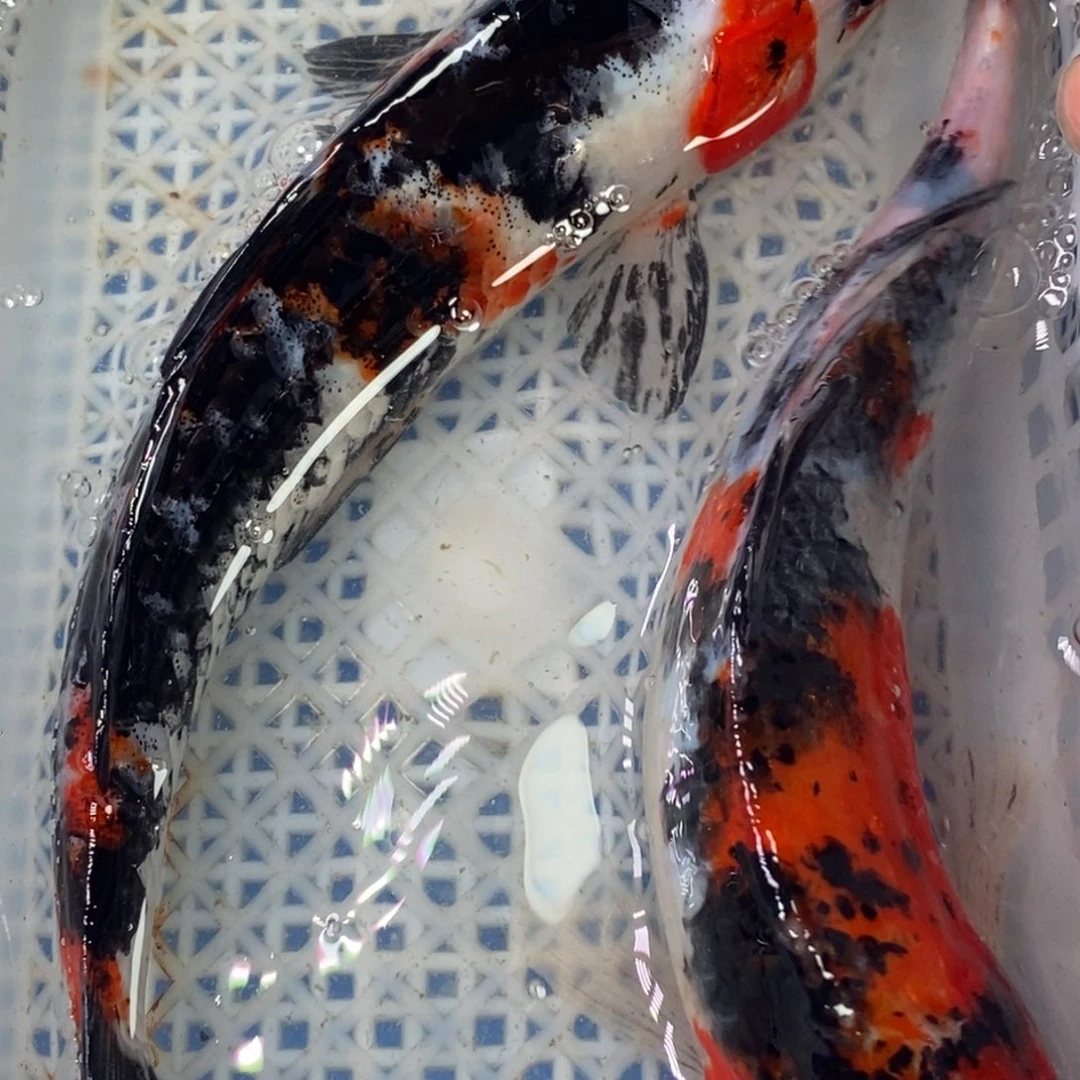 锦鲤冷水锦鲤包邮