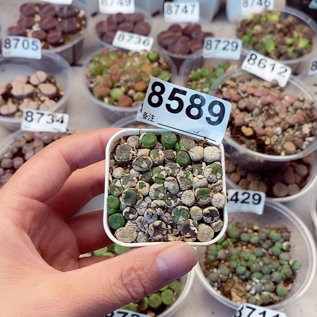 8589蜜枣铜壶等产品