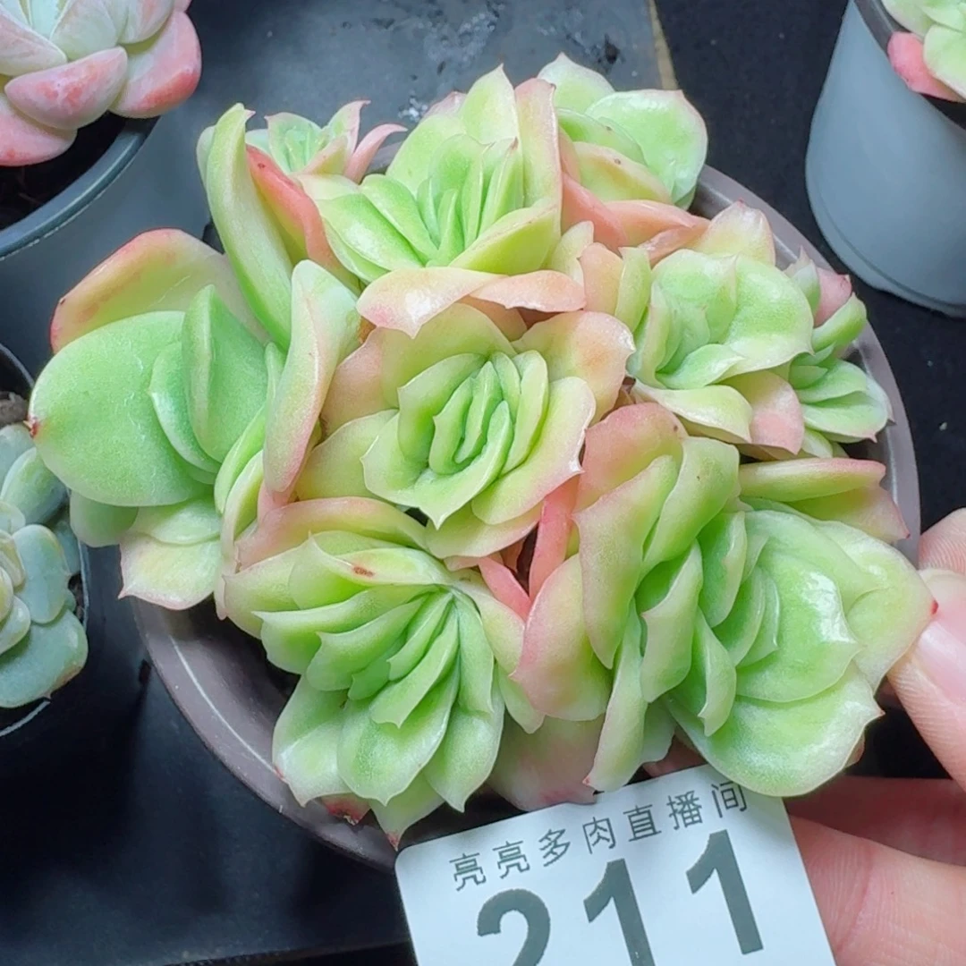 冰玫瑰            精美多肉植物