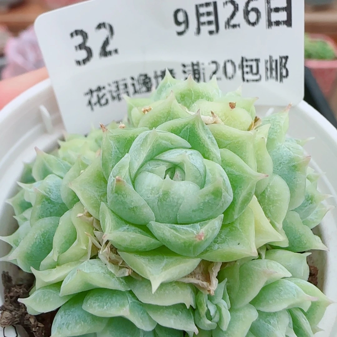 花语逸镜0926-32女王