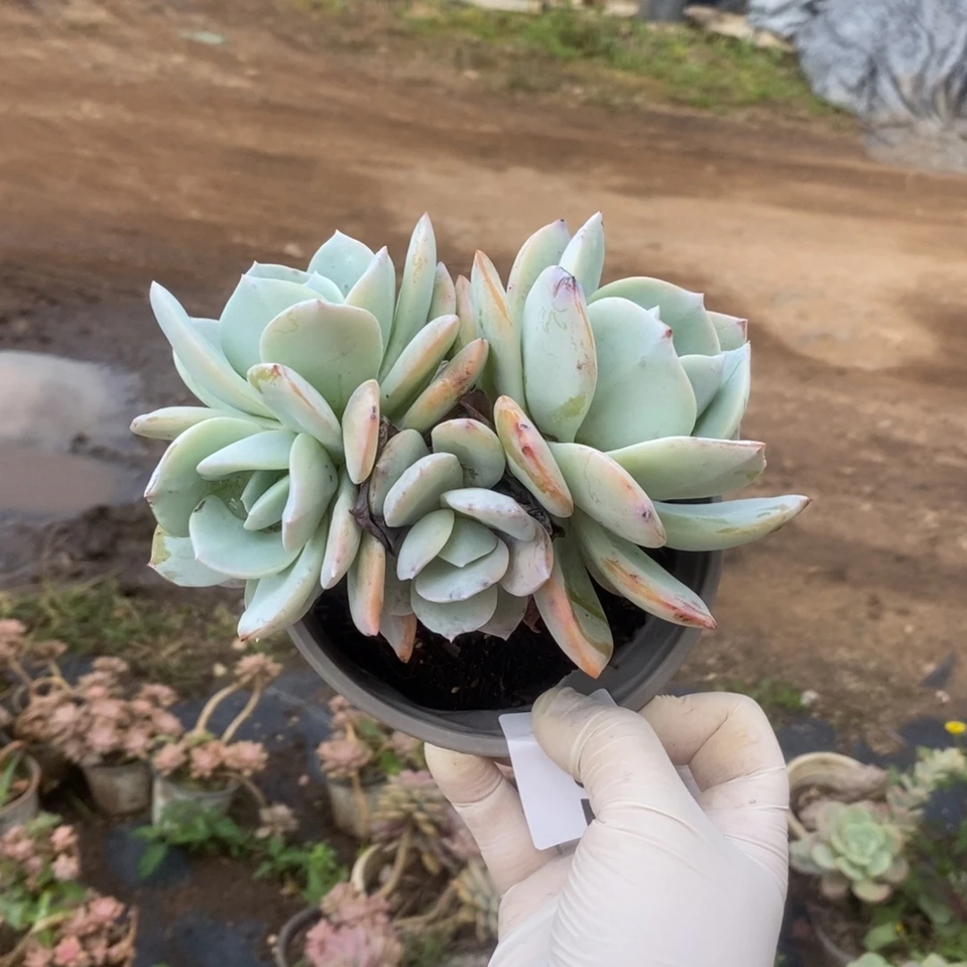 2792白凤多头一物一拍