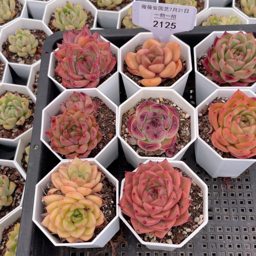薇薇安园艺多肉2125