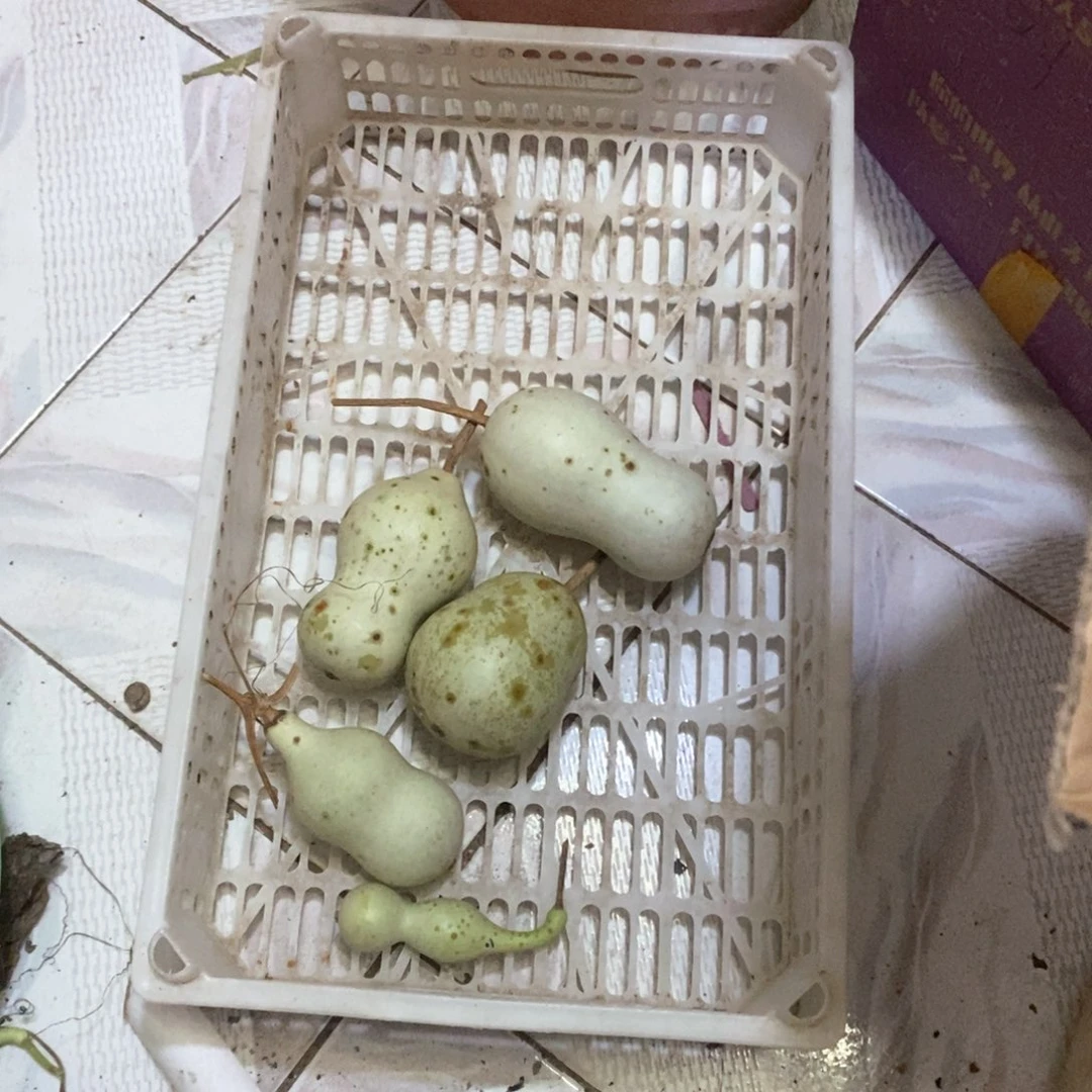 雕**砌文玩葫芦青皮葫芦
