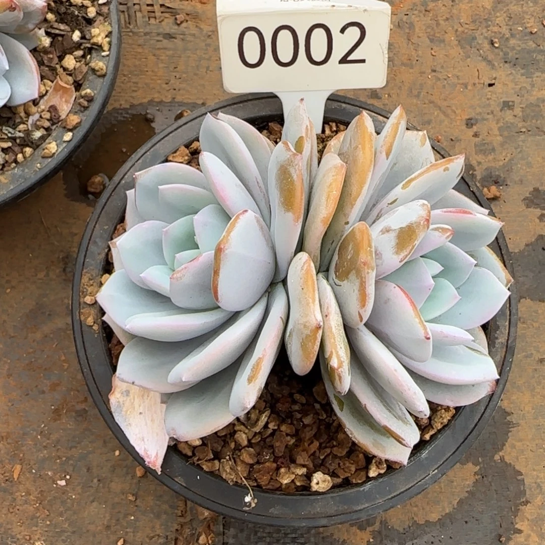 小***叶0002。    奶茶双头