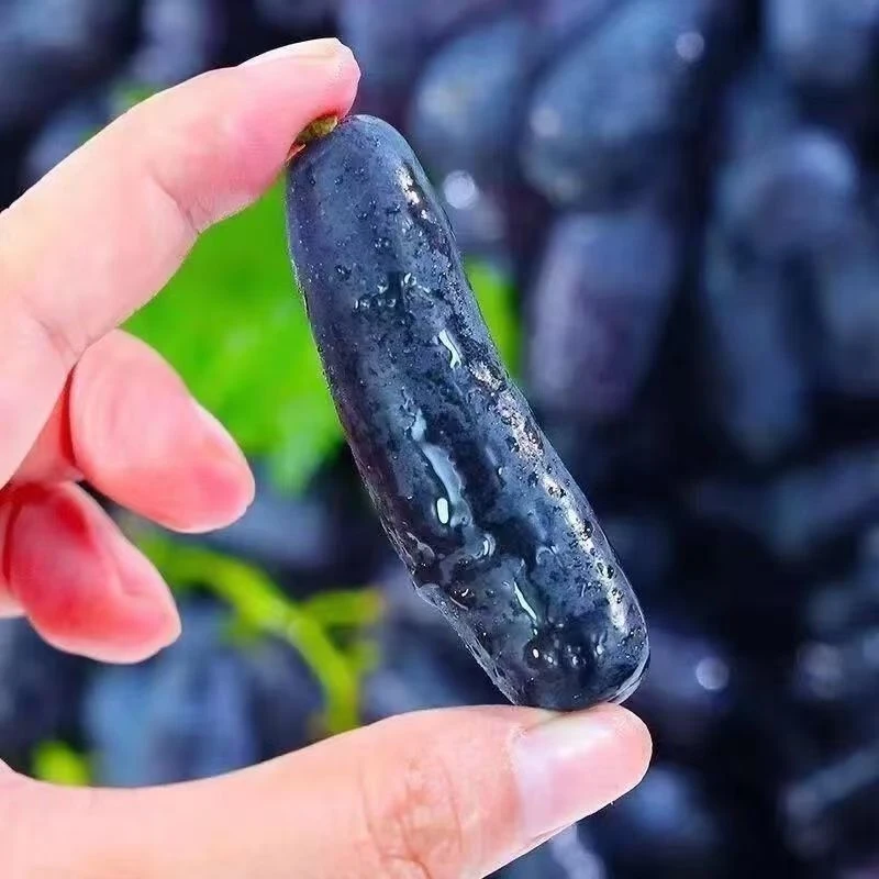 【顺丰包邮】正宗山西蓝宝石葡萄新鲜水果无籽葡萄产地直发美人指