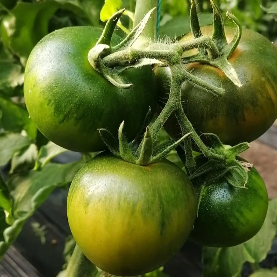 《大钢精选》京东包邮铁皮高糖101水果西红柿酸甜可口脆甜多汁