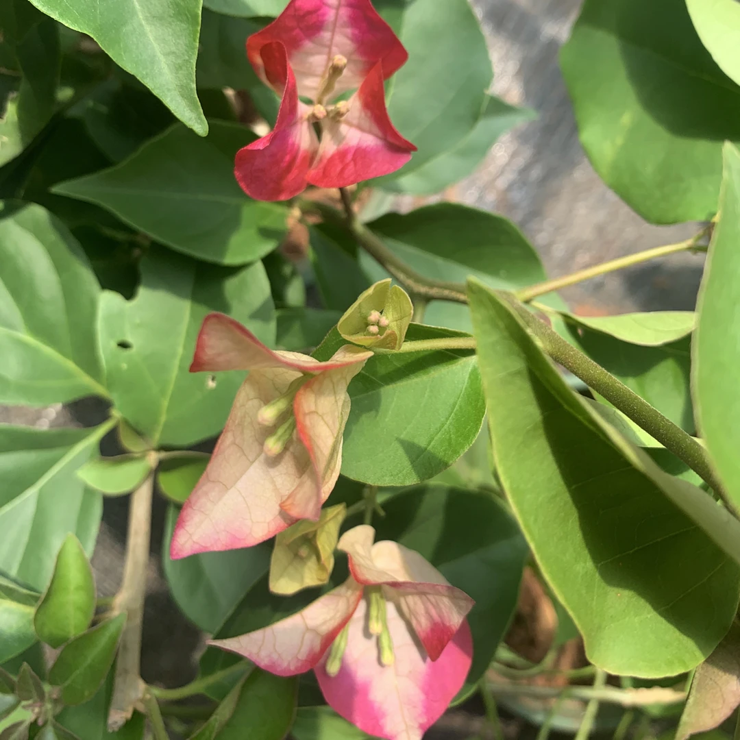 【苏菲亚·印地安娜】介意落花落叶落秃 轻微折枝的勿拍  无售后