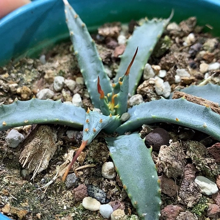 孤品实生eb曲刺妖炎生长点曲刺