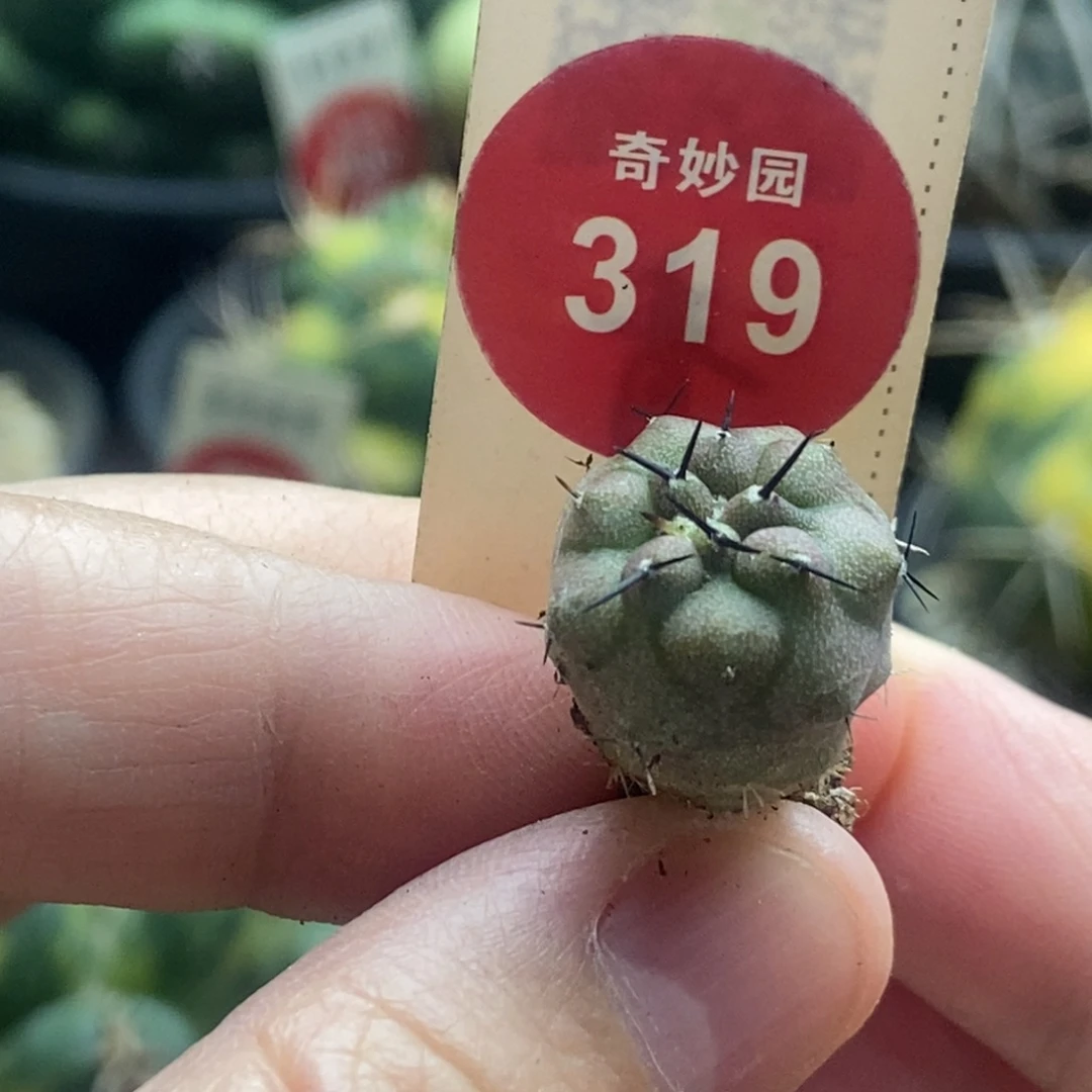 实生黑王丸1.4cm一棵仙人球