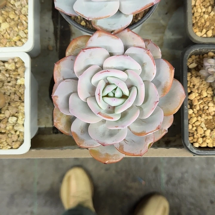 奶茶 单头 一物一拍