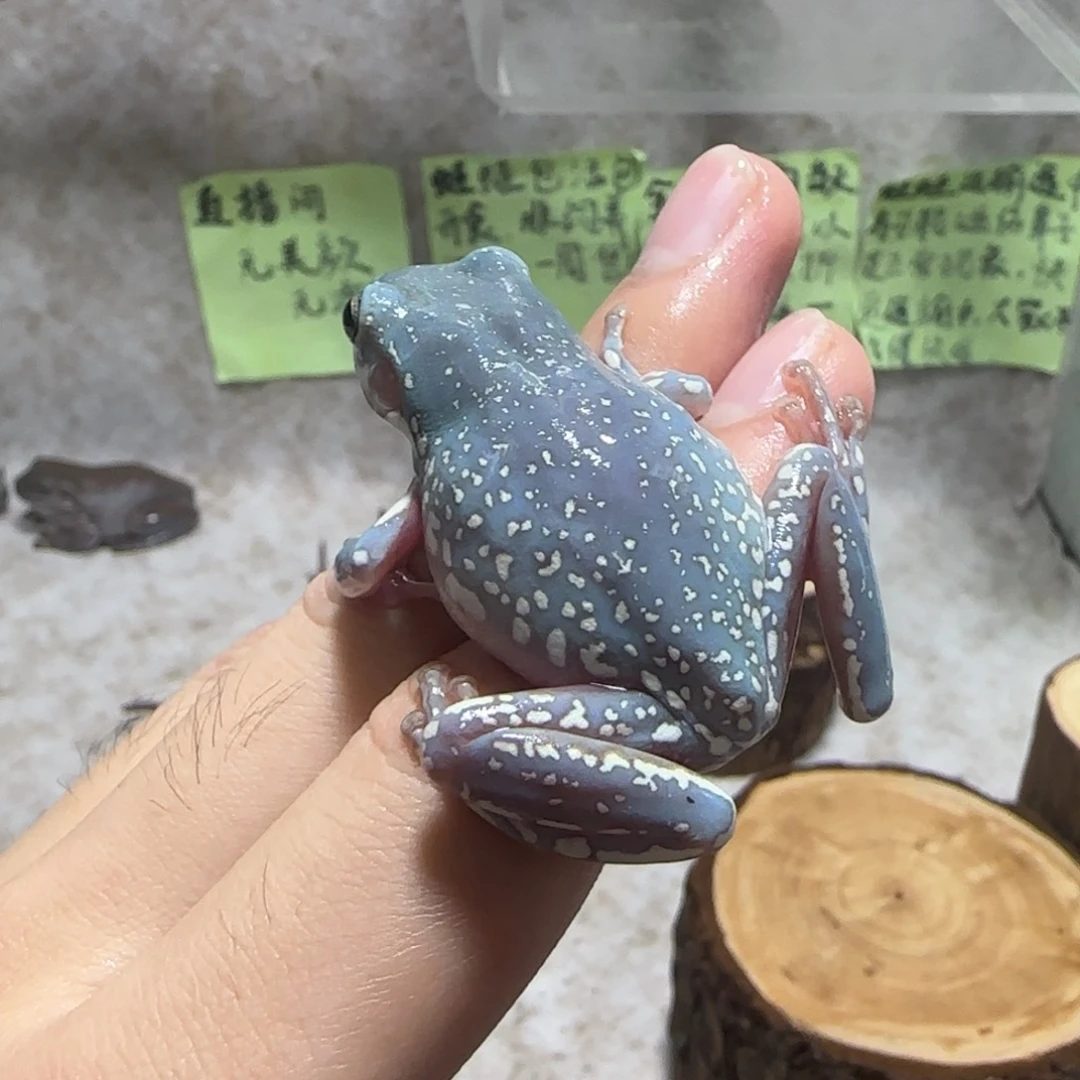 老爷树蛙3 奥蓝暴雪