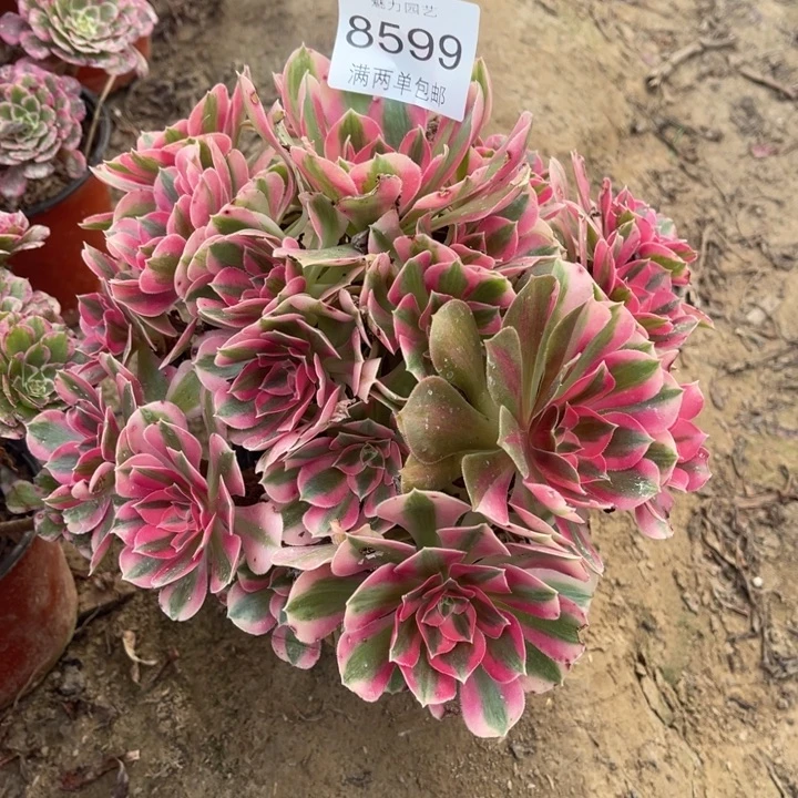 8599女巫的人多肉的