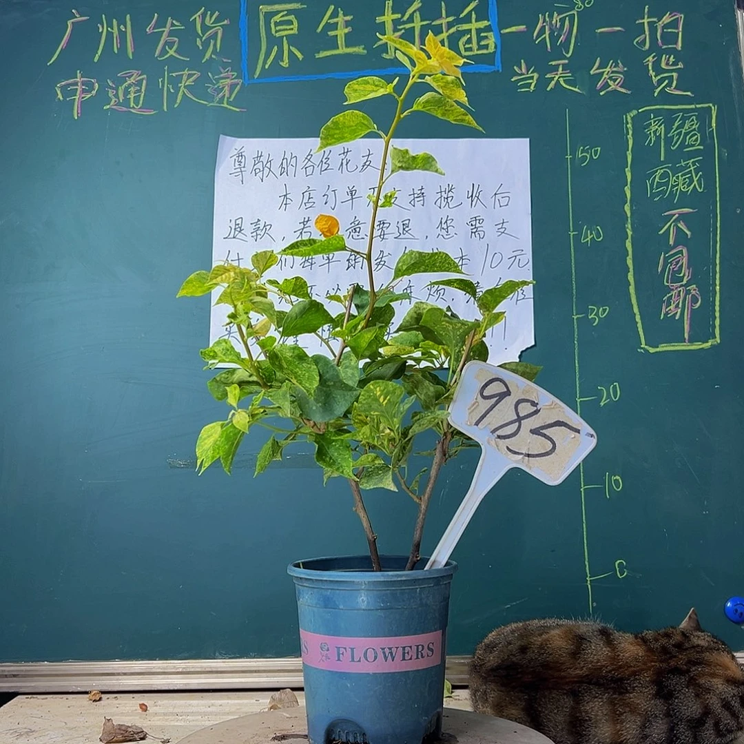 当前无花栽培后可以开花  雪花橙  985