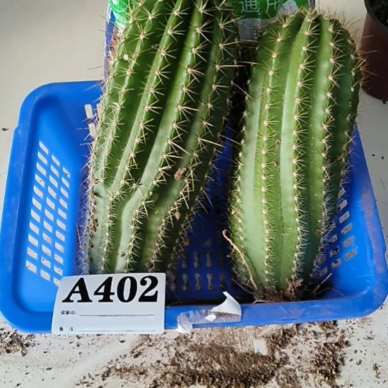 当前无花栽培后可以开花402