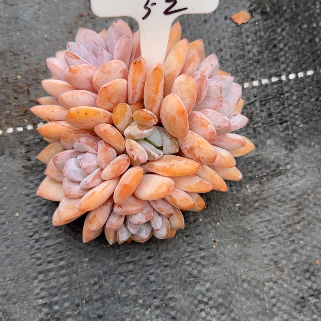 一物一拍奶盖群52