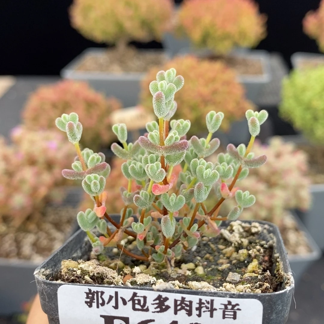 开播福利643实生莱斯