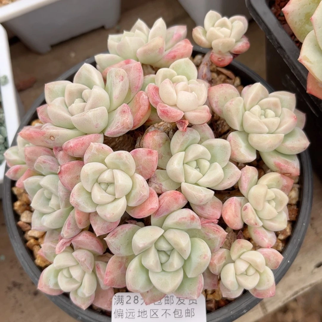 轻*ღ大1942g g h h h h h h