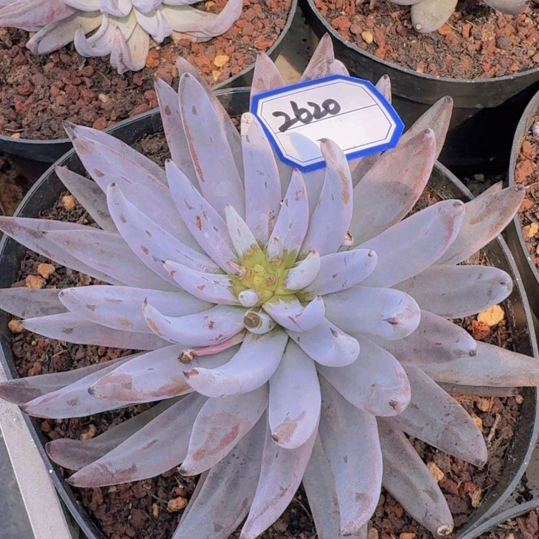 2620魔爪凡艺多肉