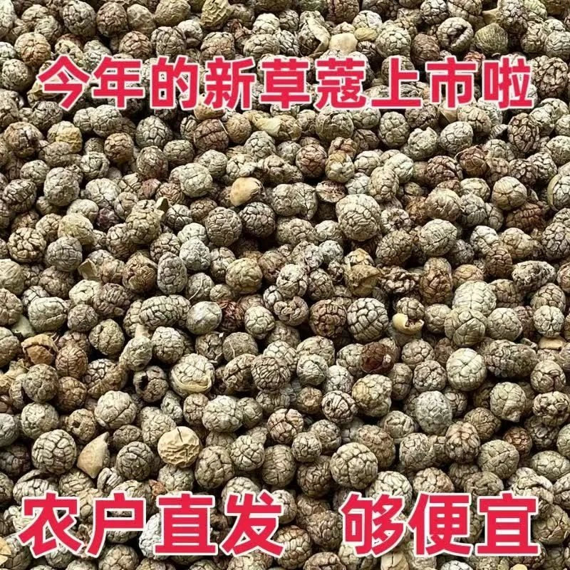 草蔻 草寇仁草豆蔻草寇草扣草冦老蔻粉卤料香料调料大料