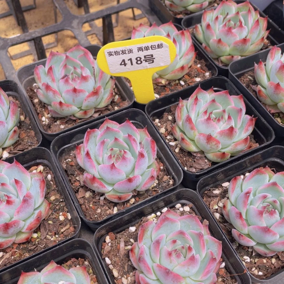 418号 吉娃娃 水蜜桃单头一个