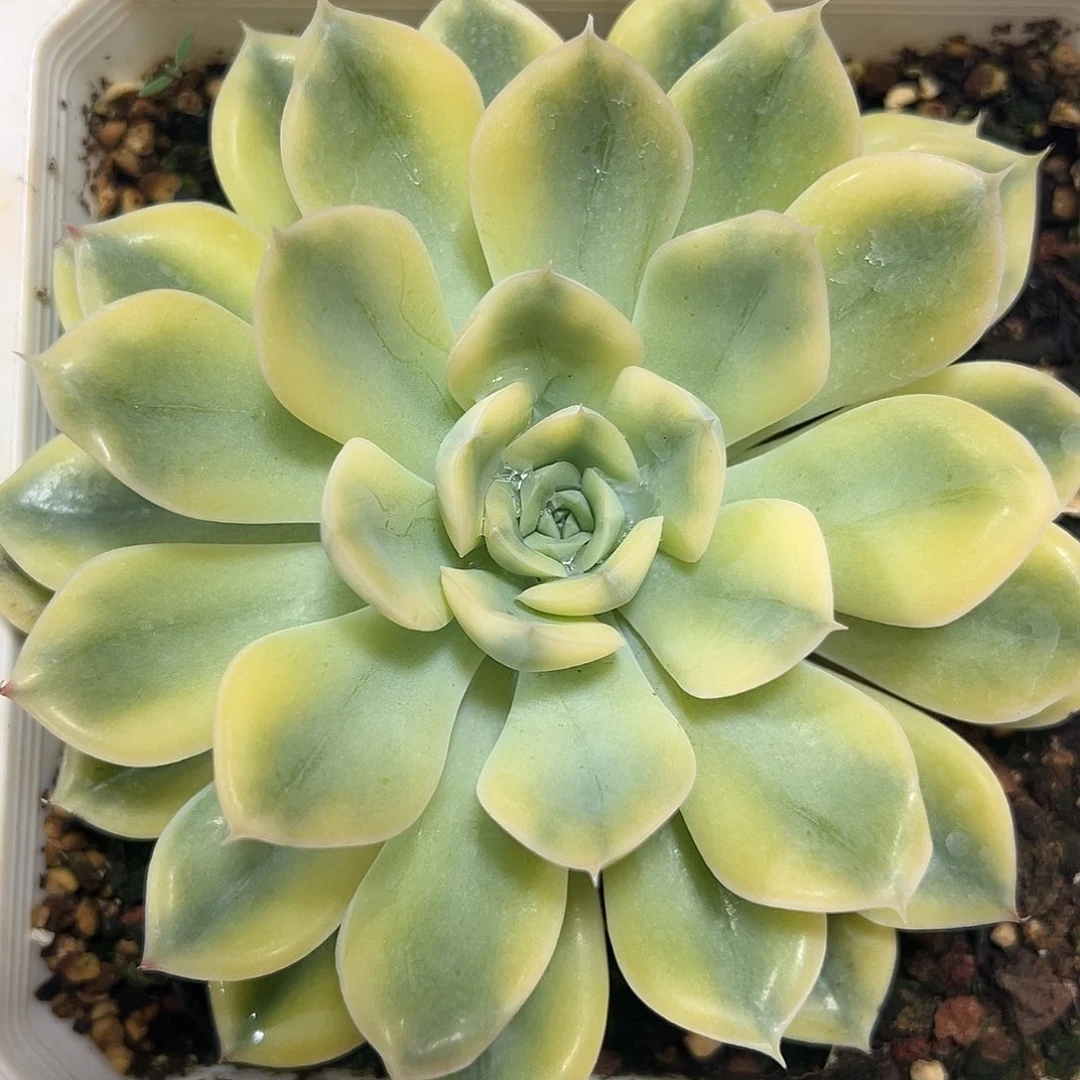 荷花锦大单头多肉植物