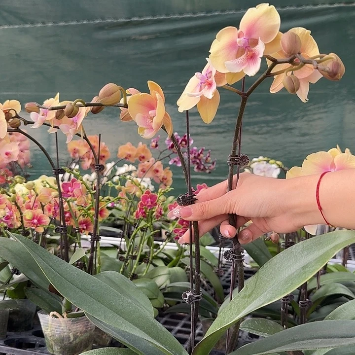 烟***离大部分开放少量花苞15