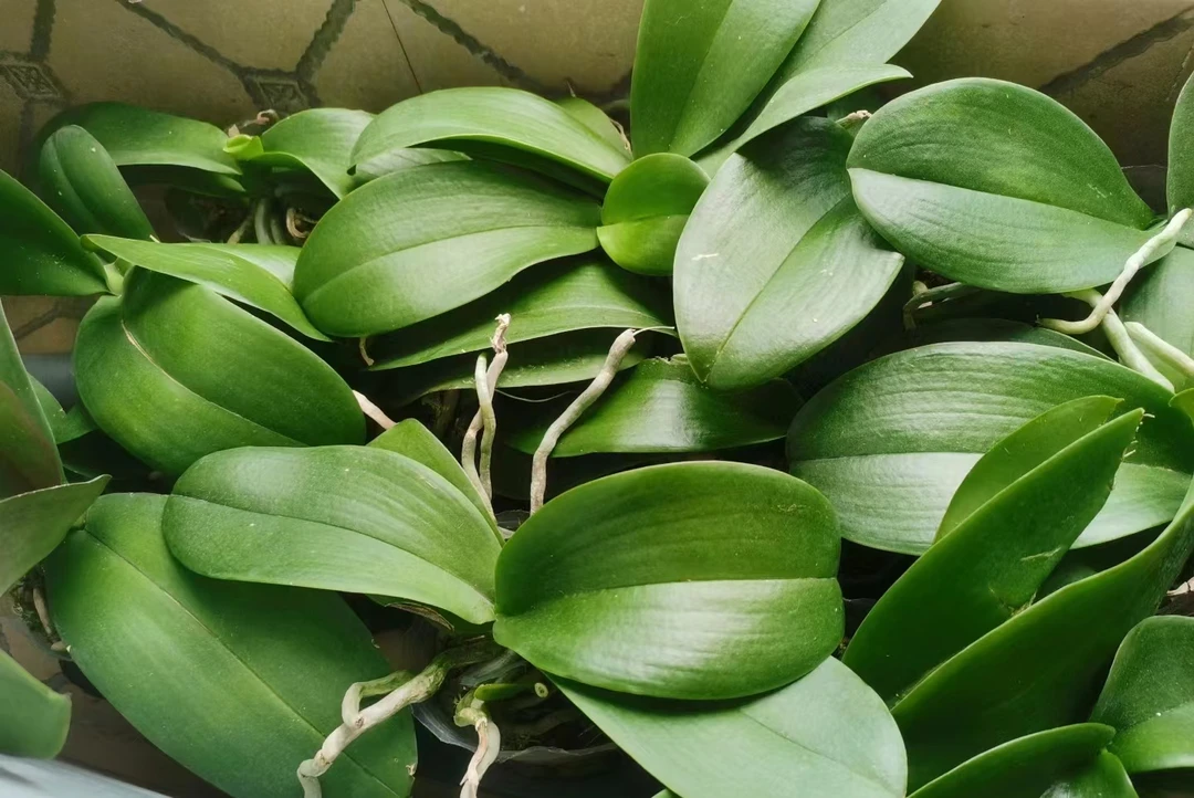 （花后苗）蝴蝶兰 云南基地直发