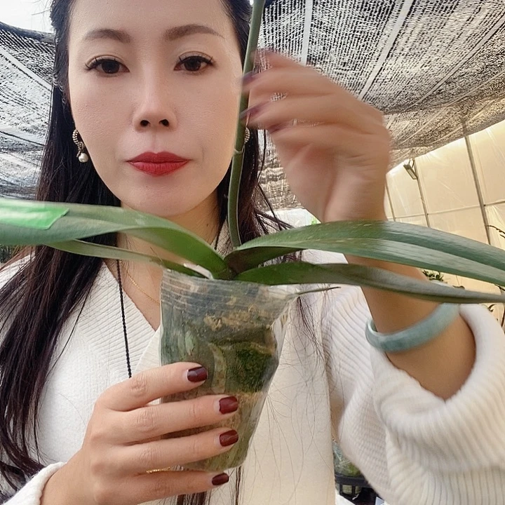 无花朵威尼斯蝴蝶兰