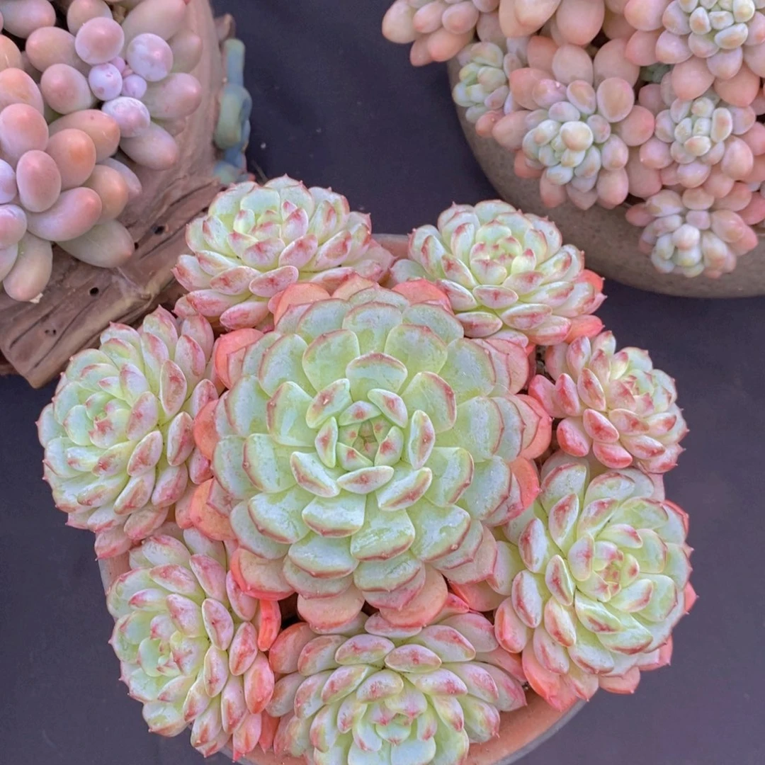 白胖子 一物一拍。