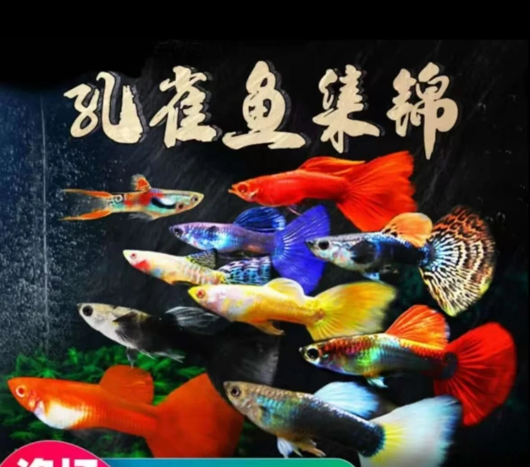 随机两条鱼 包邮不包损！