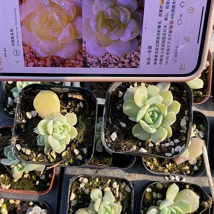 上盆金盏2颗多肉多肉